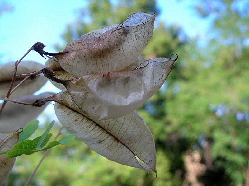 Colutea arborescens / Vescicaria